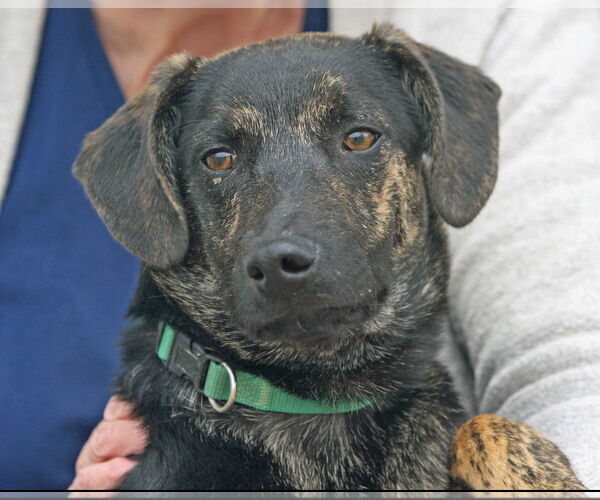 Medium Photo #6 Plott Hound-Unknown Mix Puppy For Sale in Rockaway, NJ, USA