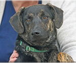 Small #5 Plott Hound Mix
