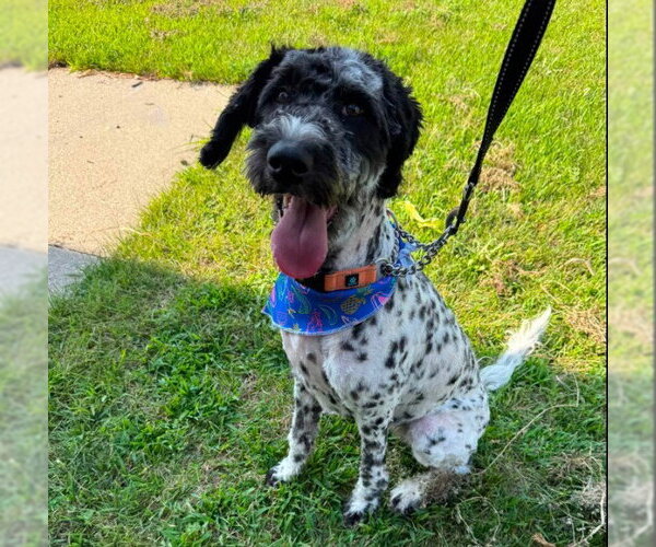 Medium Photo #4 Dalmadoodle Puppy For Sale in Des Moines, IA, USA