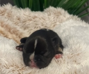 French Bulldog Puppy for sale in POWDER SPRINGS, GA, USA