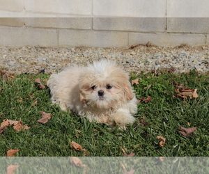Shih Tzu Puppy for sale in SHILOH, OH, USA