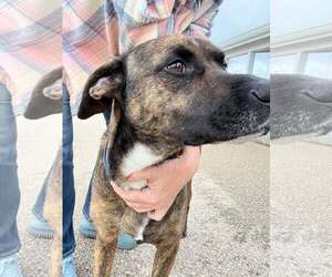 Bama - Male Retriever -Unknown Mix Dog for Adoption - Photo #2