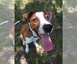 Small #1 Mutt