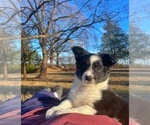 Puppy Jae Border Collie-Papillon Mix