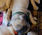 Small Photo #6 Pug Puppy For Sale in EAST BRIDGEWATER, MA, USA