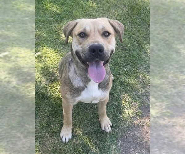Medium Photo #3 Mutt Puppy For Sale in Riverside, CA, USA