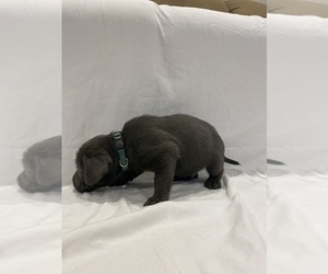 Labrador Retriever Puppy for sale in MIDDLEBURY, IN, USA