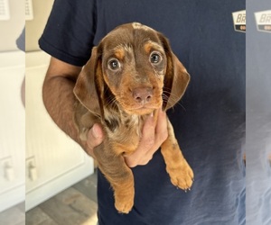 Dachshund Puppy for sale in FRANKLIN, IN, USA