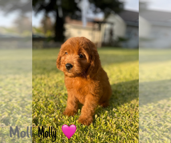 Medium Photo #12 Goldendoodle (Miniature) Puppy For Sale in BAKERSFIELD, CA, USA