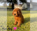 Small #11 Goldendoodle (Miniature)