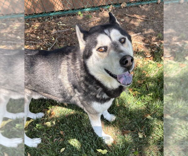 Medium Photo #2 - Mix Puppy For Sale in Winston Salem, NC, USA