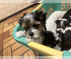 Yorkshire Terrier Puppy for sale in SPRINGFIELD, MO, USA
