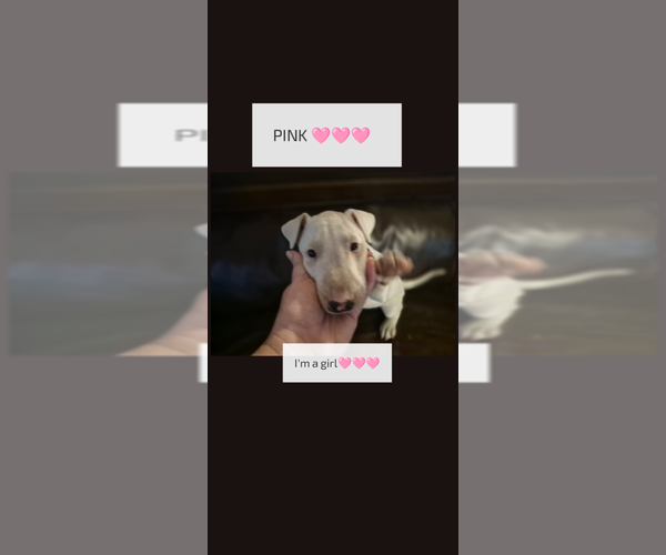 Medium Photo #1 Bull Terrier Puppy For Sale in DEVINE, TX, USA