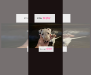 Medium Bull Terrier
