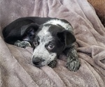 Small Photo #2 Australian Cattle Dog Puppy For Sale in LEITCHFIELD, KY, USA