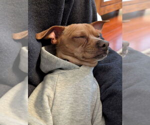 Chihuahua Dogs for adoption in Mundelein, IL, USA