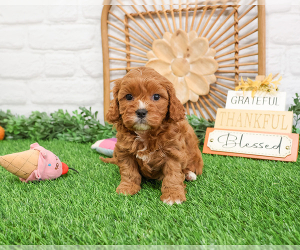 Medium Photo #8 Cavapoo (Miniature) Puppy For Sale in SYRACUSE, IN, USA