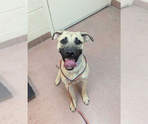 American Pit Bull Terrier-Unknown Mix Dogs for adoption in Ogden, UT, USA