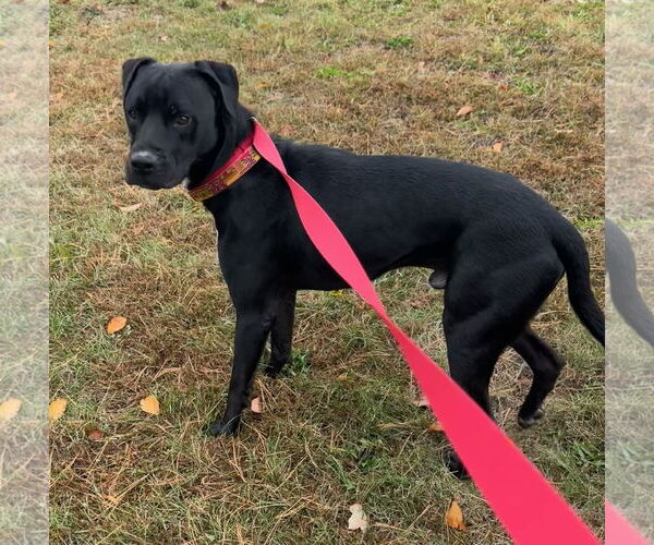 Medium Photo #4 Bulldog-Labrador Retriever Mix Puppy For Sale in Tarrytown, GA, USA