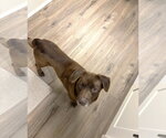 Small #2 Mutt