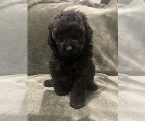 Poodle (Toy) Litter for sale in EUDORA, KS, USA