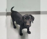 Small Labrador Retriever