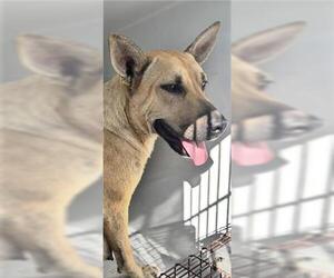 German Shepherd Dog Dogs for adoption in Houston, TX, USA