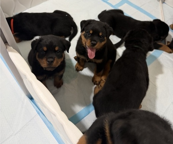 Medium Photo #5 Rottweiler Puppy For Sale in WORTH, IL, USA