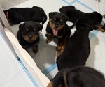 Small Photo #5 Rottweiler Puppy For Sale in WORTH, IL, USA