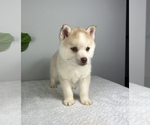 Small Photo #7 Pomsky Puppy For Sale in FRANKLIN, IN, USA