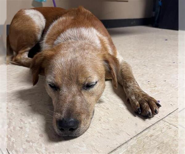 Medium Photo #1 Mutt Puppy For Sale in Conroe, TX, USA