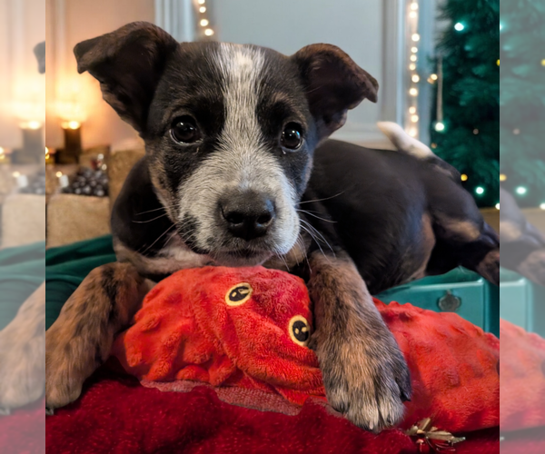 Medium Photo #3 Boxador Puppy For Sale in Vail, AZ, USA