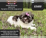 Image preview for Ad Listing. Nickname: Kenzie