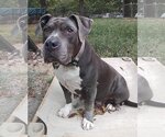 Small Photo #4 American Pit Bull Terrier-Unknown Mix Puppy For Sale in Greensboro, NC, USA