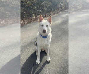 Gerberian Shepsky Dogs for adoption in Winston Salem, NC, USA