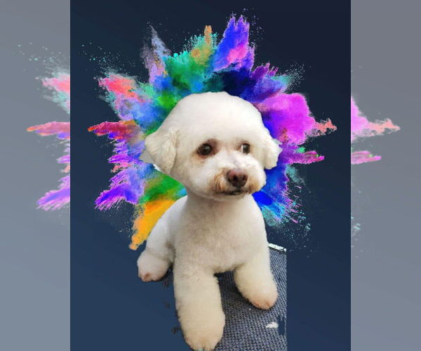 Medium Photo #6 Bichon Frise Puppy For Sale in Lewistown, PA, USA