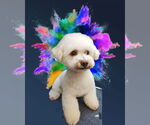Small #5 Bichon Frise