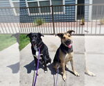 Small #2 German Shepherd Dog Mix