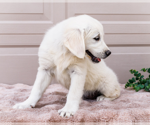 Medium Photo #18 English Cream Golden Retriever Puppy For Sale in WAKARUSA, IN, USA