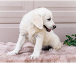 Small #4 English Cream Golden Retriever
