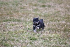Medium Photo #5 Labrador Retriever-Siberian Husky Mix Puppy For Sale in WOODFORD, VA, USA