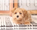 Small #2 Maltipoo