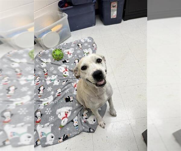 Medium Photo #3 American Pit Bull Terrier-Unknown Mix Puppy For Sale in Corpus Christi, TX, USA