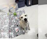 Small #2 American Pit Bull Terrier Mix