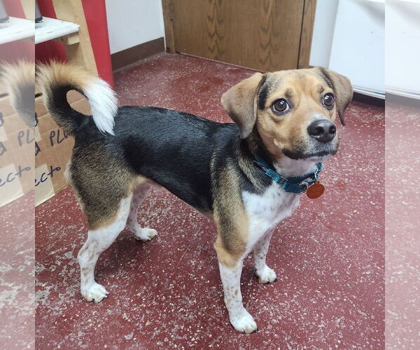 Medium Photo #3 Beagle-Unknown Mix Puppy For Sale in Fargo, ND, USA