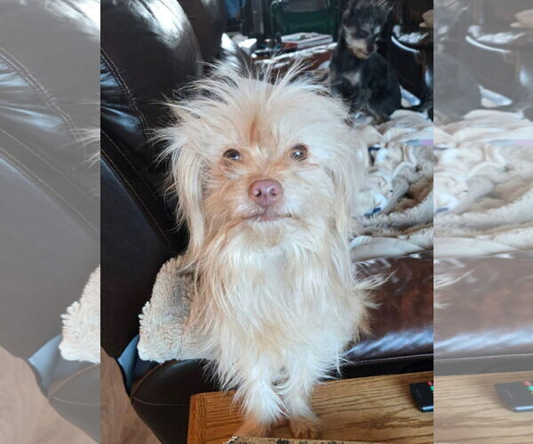 Medium Photo #2 Chihuahua-Unknown Mix Puppy For Sale in New London, WI, USA