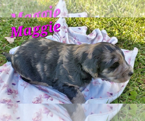 Medium Photo #5 Cattle Doodle Puppy For Sale in ATHENS TOWNSHIP, PA, USA