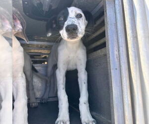 Great Dane-Unknown Mix Dogs for adoption in Bullard, TX, USA