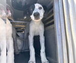 Small Great Dane Mix