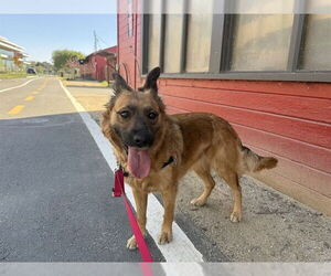 Chowweiler Dogs for adoption in Berkeley , CA, USA
